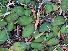 Mazus novaezeelandiae