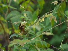 Crotalaria leptostachya