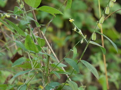 Crotalaria leptostachya