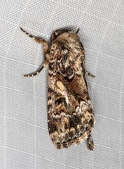 Spodoptera umbraculata