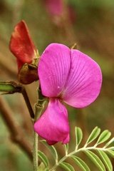 Tephrosia glomeruliflora