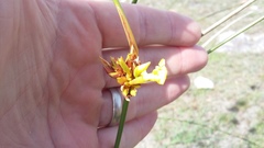 Bobartia orientalis