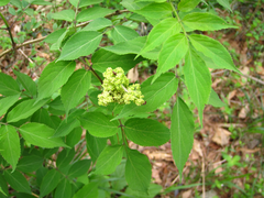 Sambucus williamsii