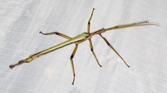 Podacanthus viridiroseus