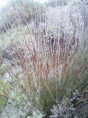 Elegia tectorum