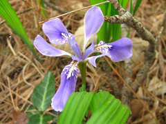 Iris rossii