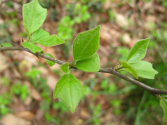 Maclura tricuspidata
