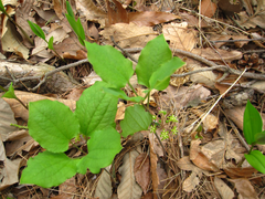 Smilax nipponica