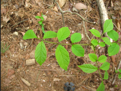 Fraxinus sieboldiana