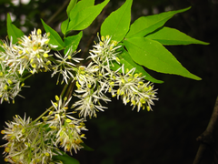 Fraxinus sieboldiana