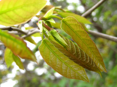 Neoshirakia japonica