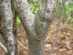 Neoshirakia japonica