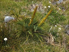 Aciphylla ferox