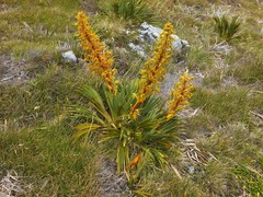 Aciphylla ferox