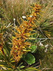 Aciphylla ferox