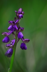 Anacamptis morio