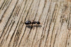 Dolichoderus sibiricus