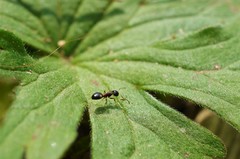 Dolichoderus sibiricus