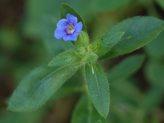 Strobilanthes pavala