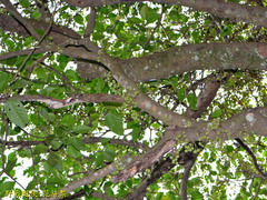 Ficus variegata garciae