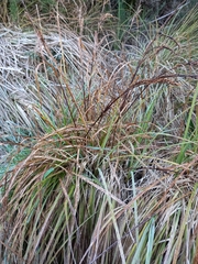 Carex sinclairii