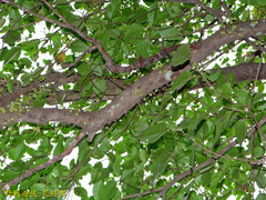 Ficus variegata garciae