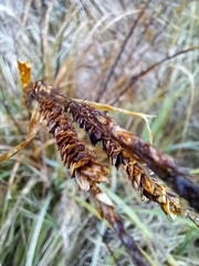 Carex sinclairii
