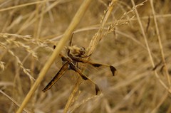 Libellula angelina