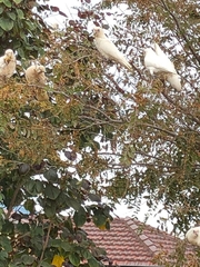 Cacatua sanguinea