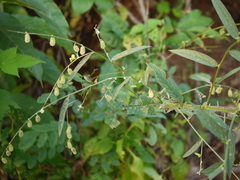 Crotalaria leptostachya