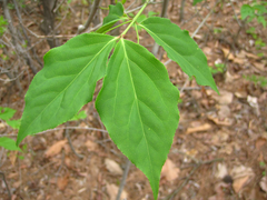 Euonymus oxyphyllus