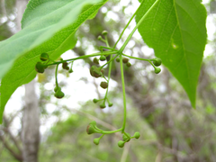 Euonymus oxyphyllus