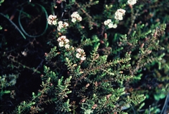 Epacris alpina