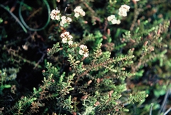 Epacris alpina
