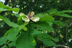 Magnolia obovata