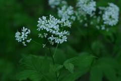 Cardamine leucantha