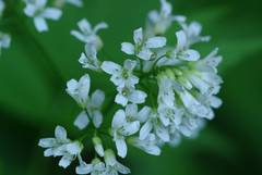 Cardamine leucantha