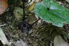 Asarum tamaense