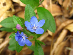 Aegonychon zollingeri