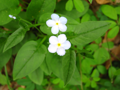 Trigonotis radicans sericea