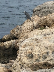 Egretta novaehollandiae