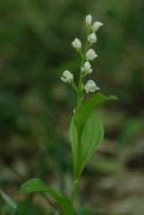 Cephalanthera erecta