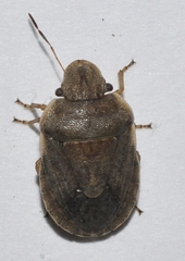 Sciocoris modestus