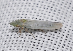 Pseudocephalelus bleusei