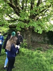 Aesculus hippocastanum