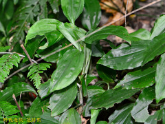 Goodyera rubicunda