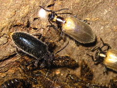 Cerogria janthinipennis