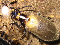 Cerogria janthinipennis