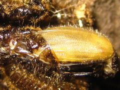 Cerogria janthinipennis
