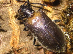 Cerogria janthinipennis